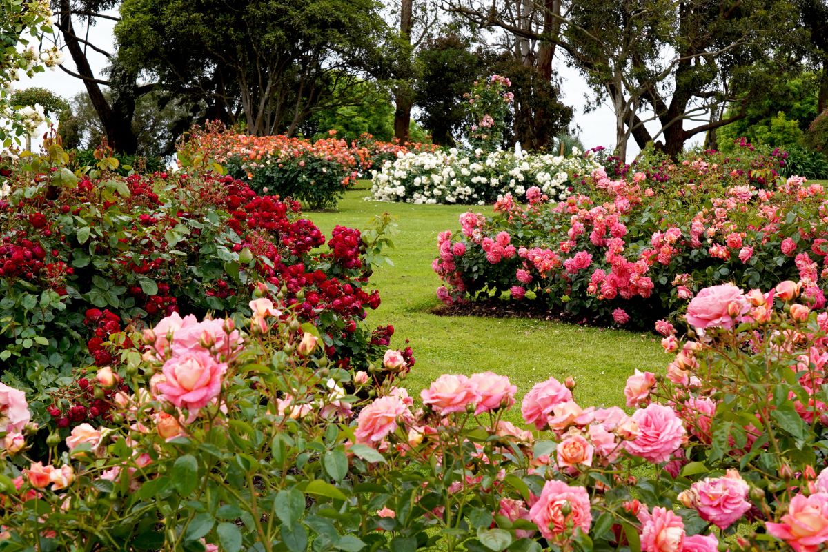 Exemple jardin anglais roses