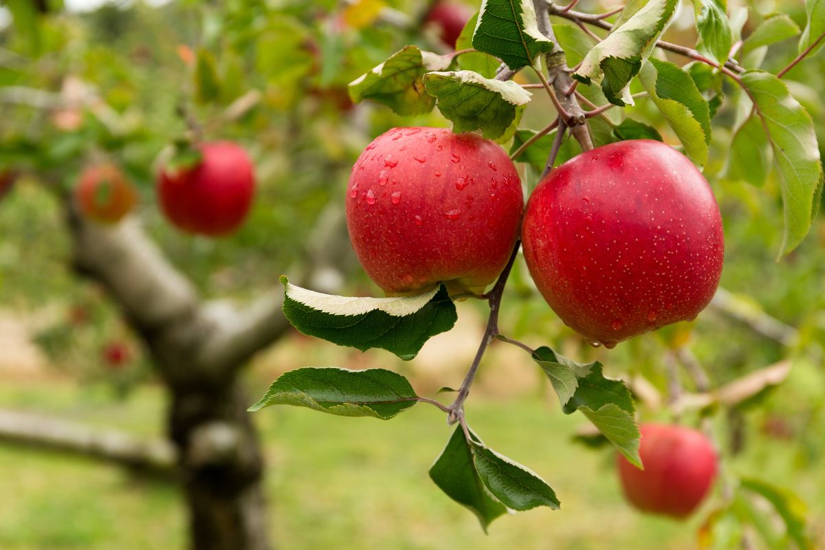 Pommier