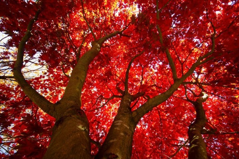 Erable rouge