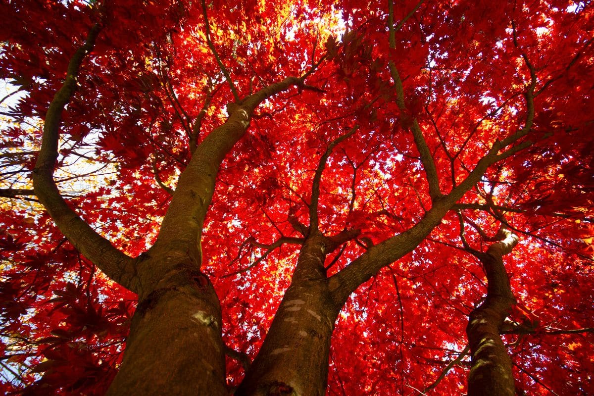 Les 7 plus beaux arbres à admirer en Automne